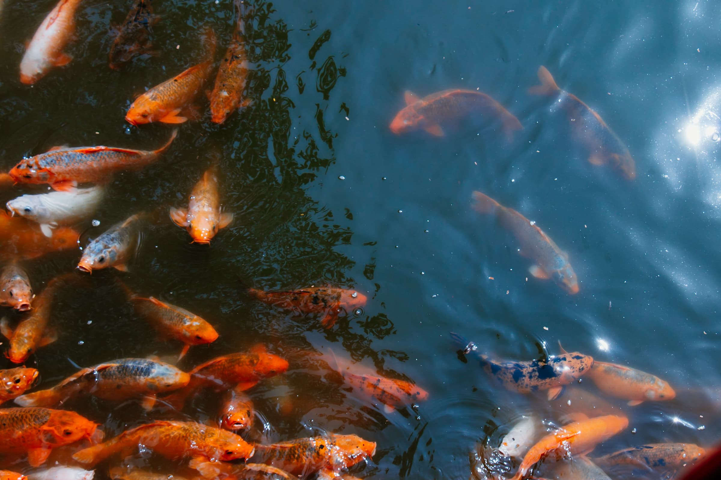 Hue Forbidden City Pond Koi Carp