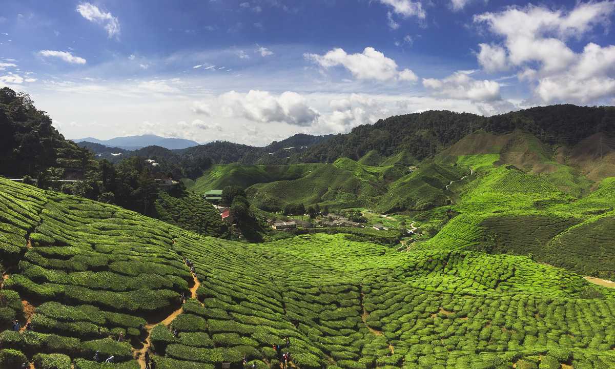 https://thehappyjetlagger.com/wp-content/uploads/2017/12/cameron-highlands-teeplantage.jpg?utm_source=chatgpt.com