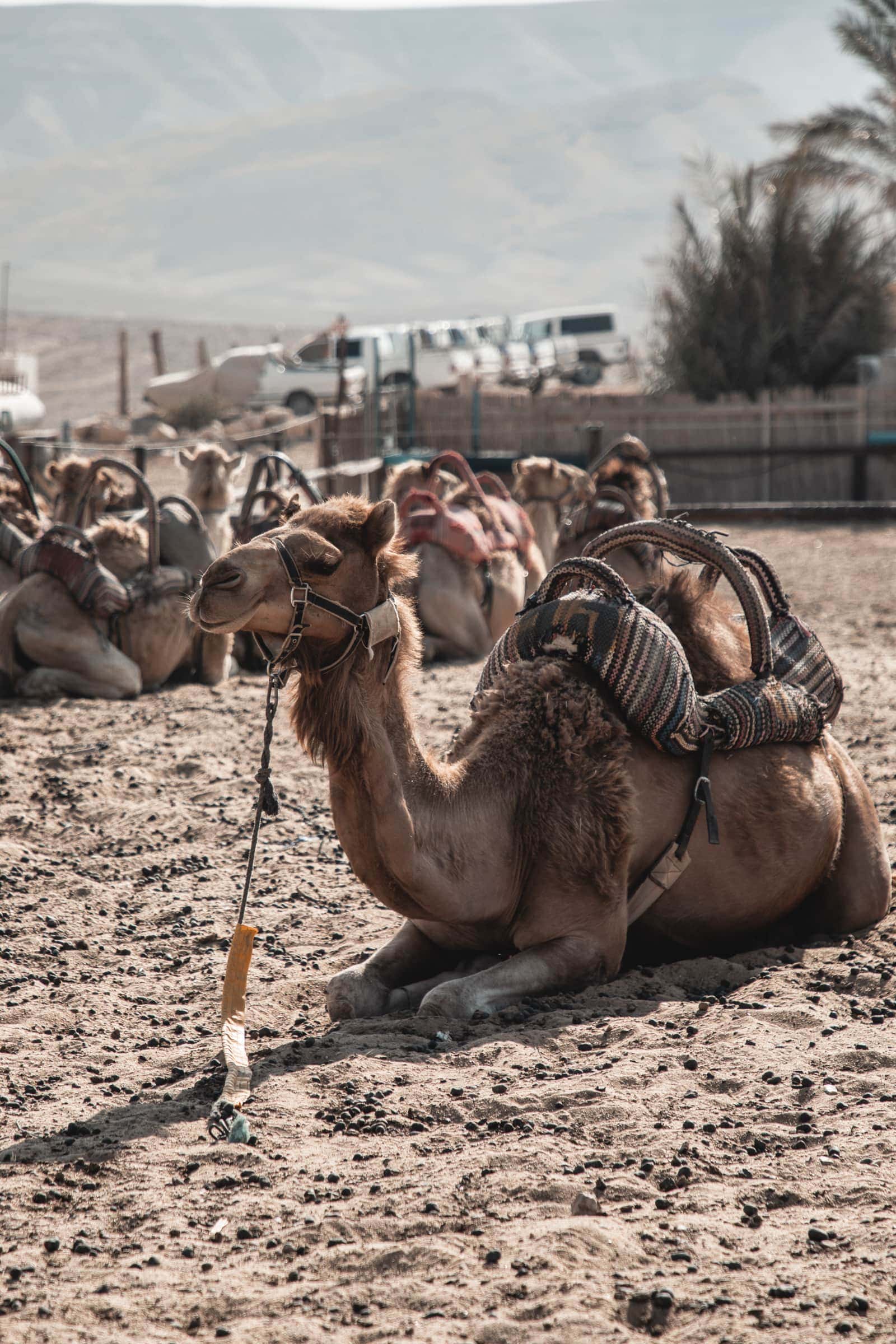 Masada Kamele