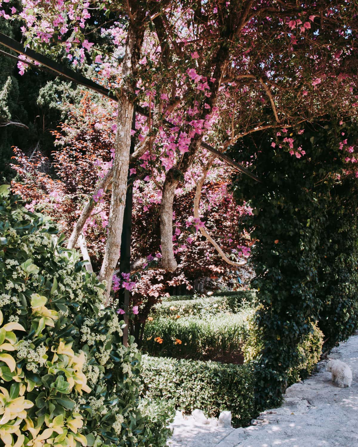 Gärten von Alfabia Mallorca pinkfarbene Blumen