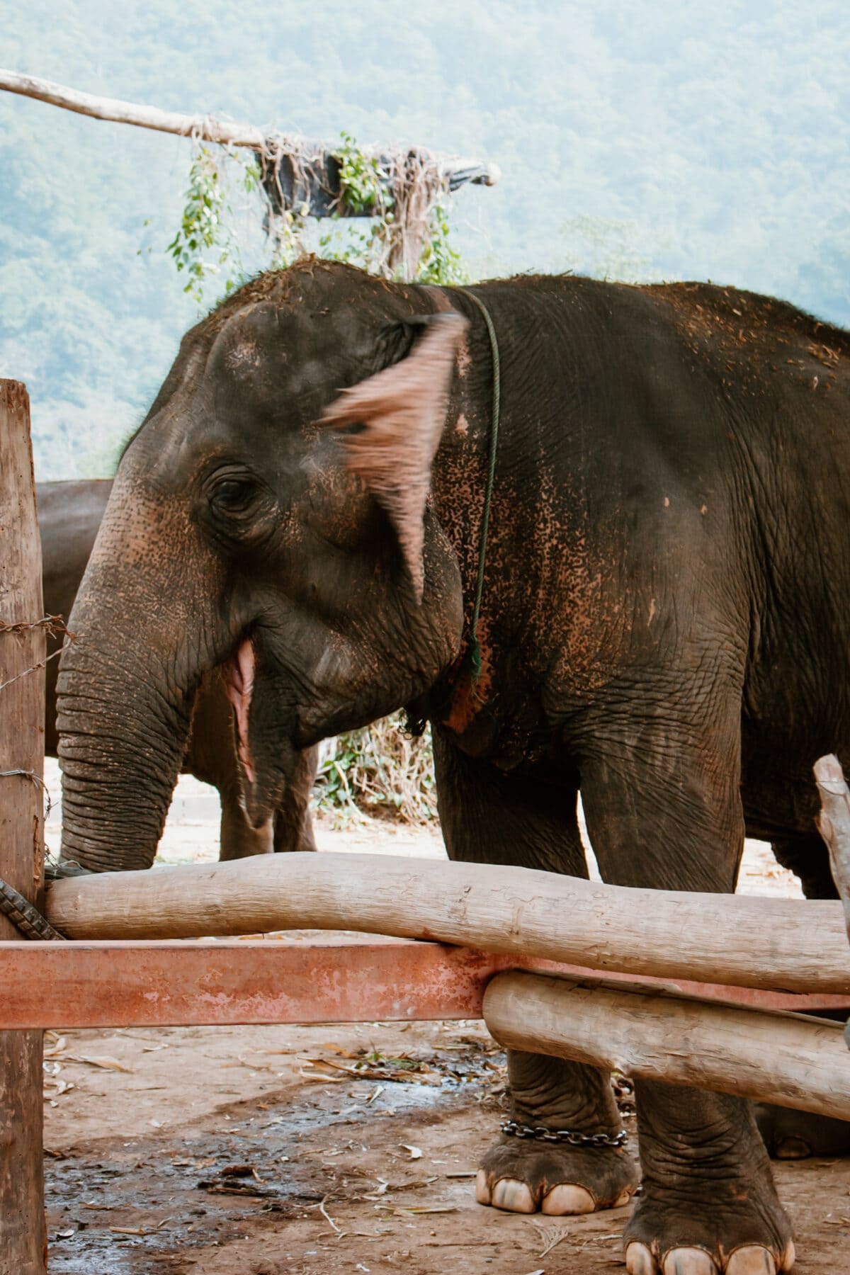 Elefanten reiten in Thailand: Muss das sein? 11