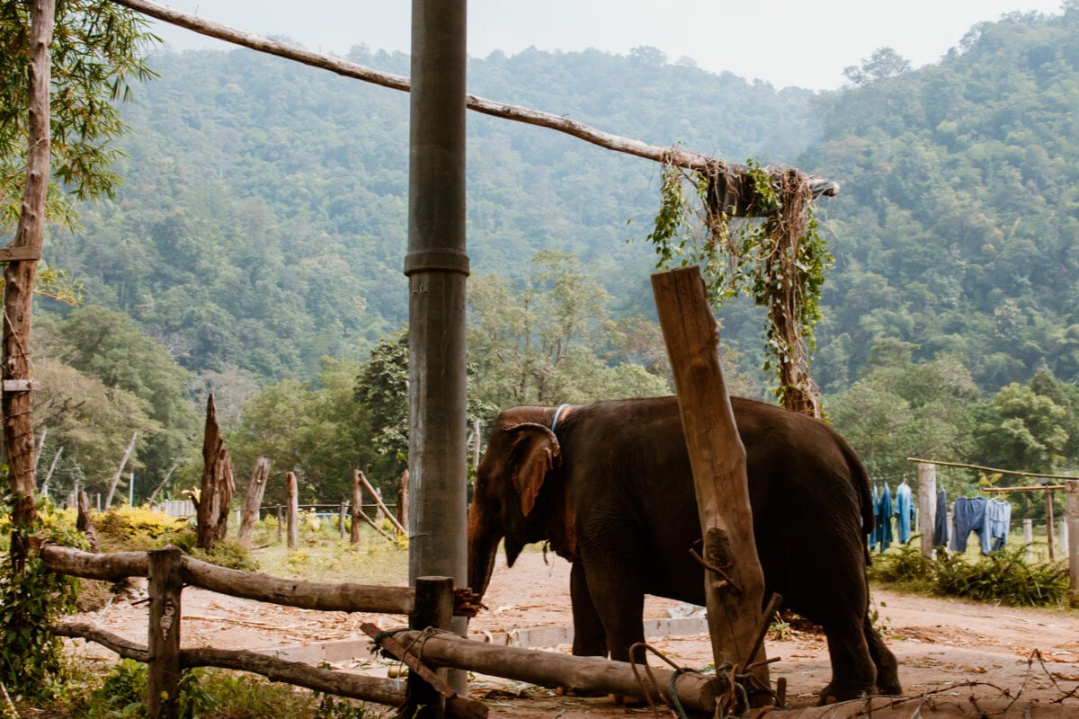 Elefanten reiten in Thailand: Muss das sein? 12