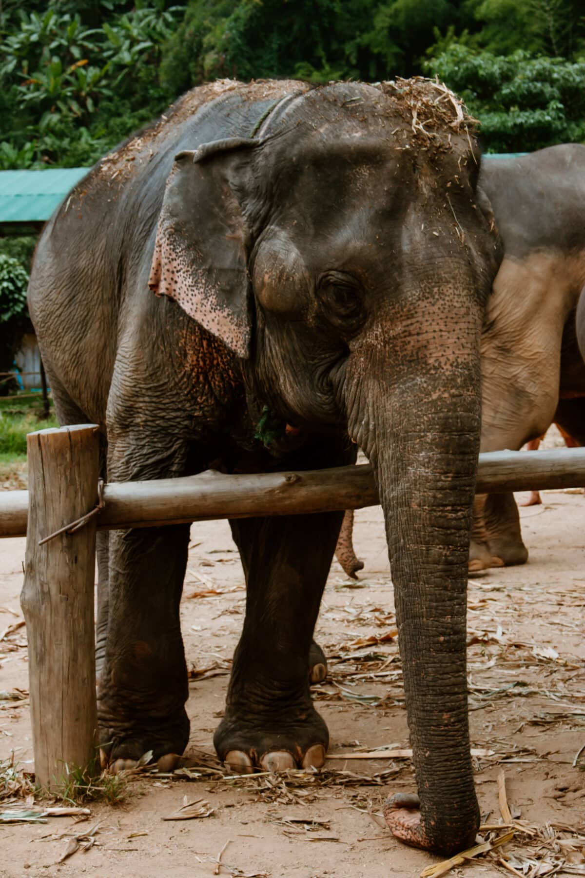Elefanten reiten in Thailand: Muss das sein? 10