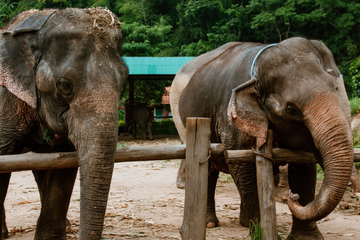 Elefanten reiten in Thailand: Muss das sein? 2