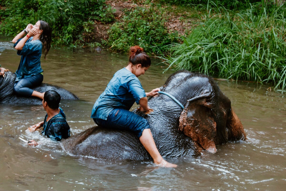 Elefanten reiten in Thailand: Muss das sein? 9