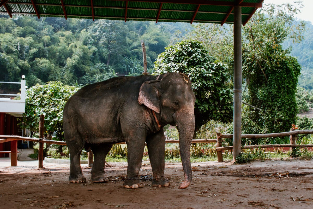 Elefanten reiten in Thailand: Muss das sein? 1