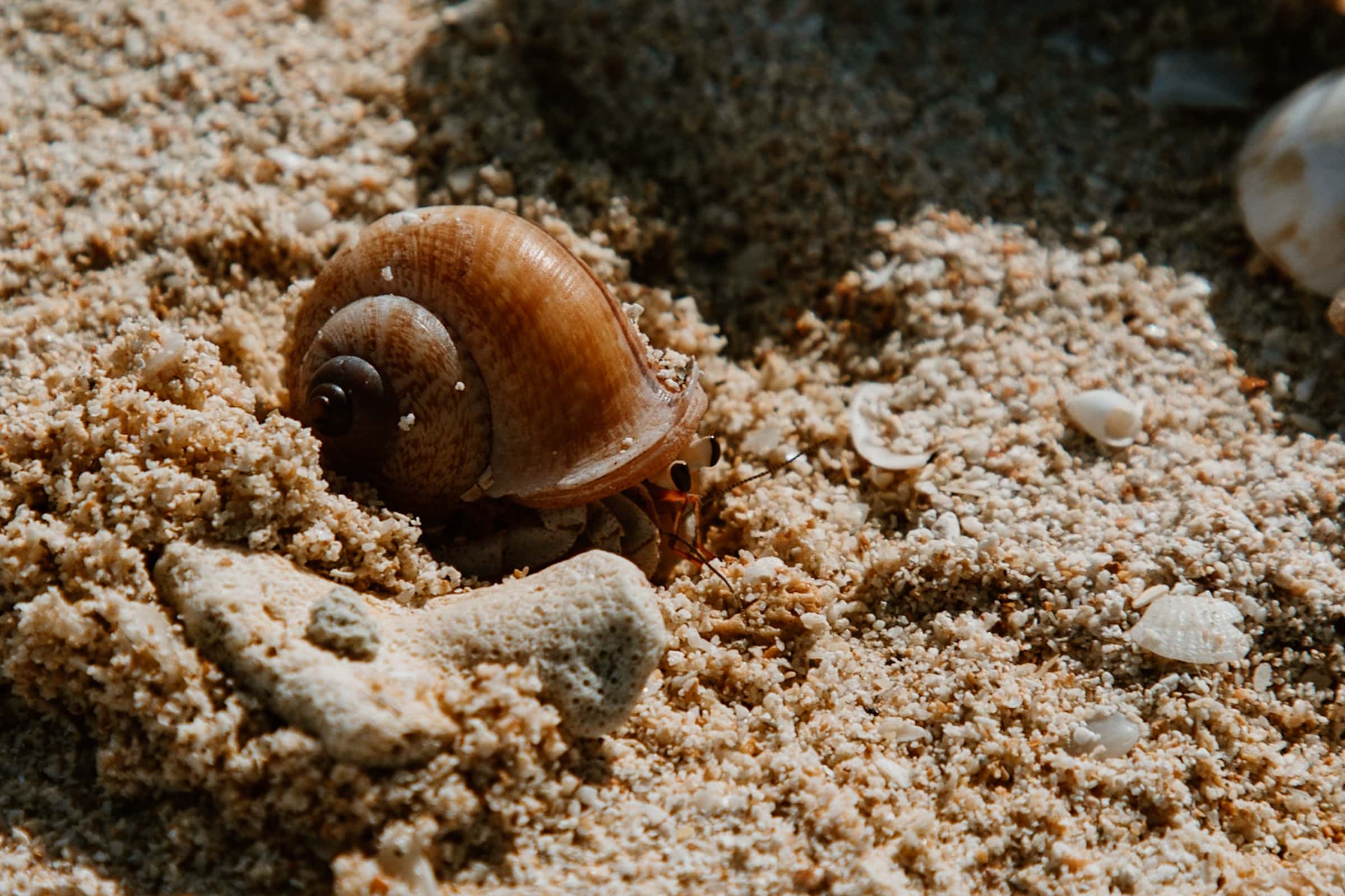 Koh Ngai hermit crab on beach