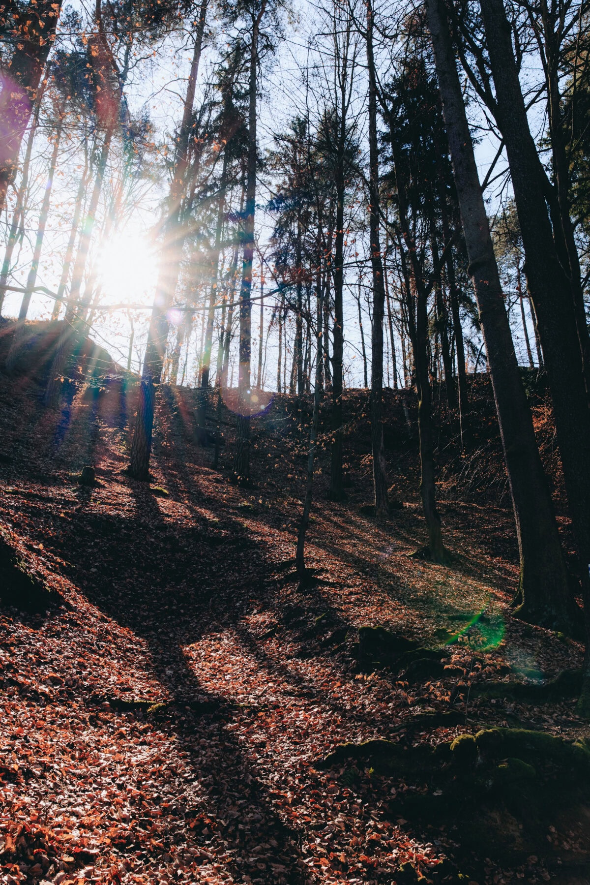 Sonnenlicht im herbstlichen Wald mit langen Schatten