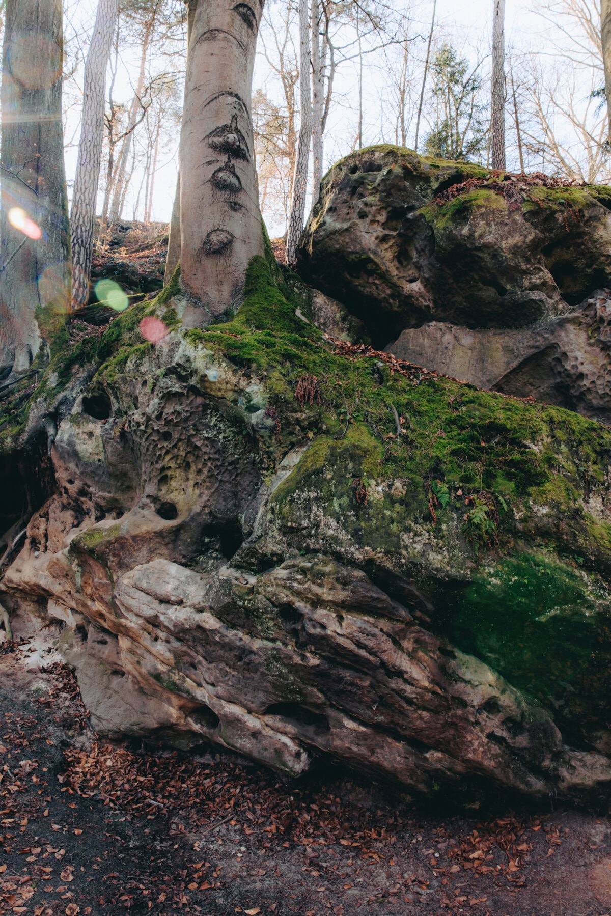Moosbedeckter Felsen im Wald mit Baum