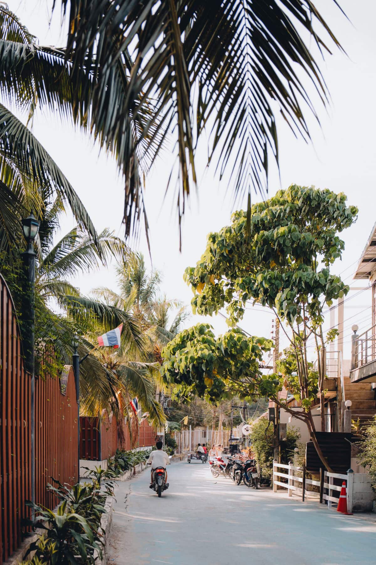 Palm-lined street with motorcyclist in residential area