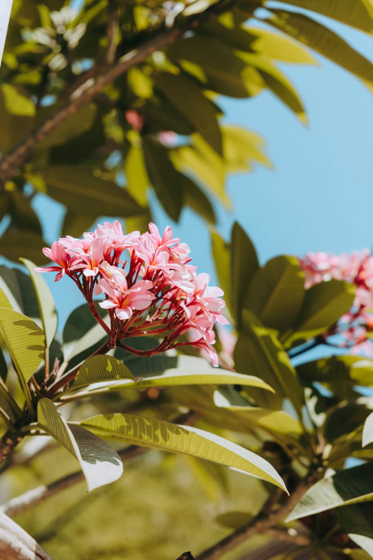 Pink frangipani blossoms on a tree against a blue sky