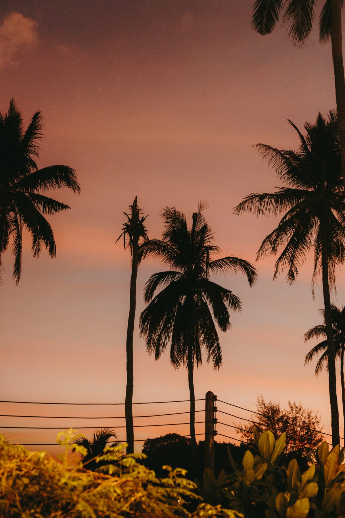 Palm trees silhouetted against an orange sunset